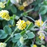 Trifolium dubium Fiore