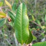 Malus angustifolia Leaf