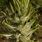 Phyteuma spicatum Flower