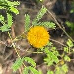 Vachellia farnesianaFiore