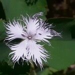 Dianthus hyssopifolius Fleur