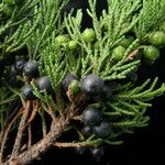 Juniperus indica