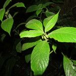 Hoffmannia valerii Leaf