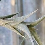 Tillandsia roseoscapa Leaf