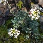 Hormathophylla lapeyrouseanaFlower