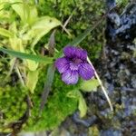 Pinguicula grandiflora Кветка