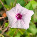 Ipomoea tiliacea 花