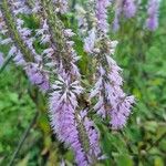 Elsholtzia stauntonii Flor