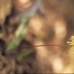 Erythronium oregonum Blomst