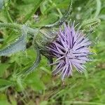 Carthamus caeruleus 花