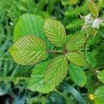 Rubus ferus Folha