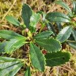 Chimaphila umbellata Blüte