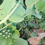 Smilax tamnoides Frucht