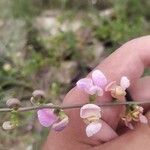Mysanthus uleanus Flor