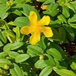 Hypericum calycinumफूल