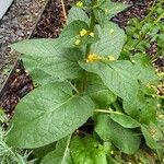 Verbascum nigrum 叶