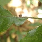 Bolbitis gemmifer Leaf