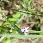 Sisyrinchium rosulatum Листок