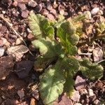 Senecio gallicus Blatt