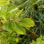 Sambucus canadensis Blad