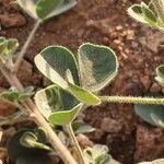 Crotalaria emarginella Hoja
