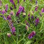 Vicia eriocarpa Blodyn