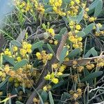 Acacia redolens Flower