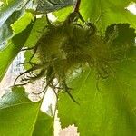 Corylus colurnaПлід