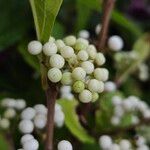 Callicarpa bodinieri Плід