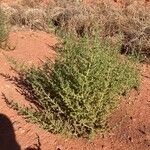 Salsola tragus Costuma