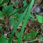 Calamagrostis arundinacea 叶