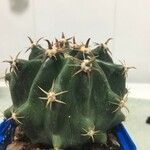 ferocactus horridus brevispinusЛисток