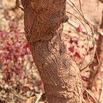 Strychnos spinosa Rinde