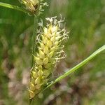 Carex vesicaria Fruto