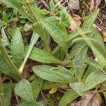 Inula montana Leaf