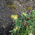 Anthyllis vulnerariaFlower