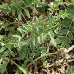 Astragalus alpinus 葉