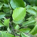 Corylus americana Leaf