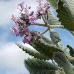 Eriodictyon crassifolium Flor