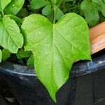 Ipomoea nil Leaf