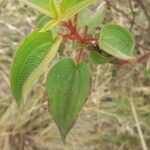 Rhynchanthera grandiflora Leaf