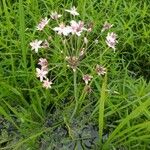 Butomus umbellatusFleur