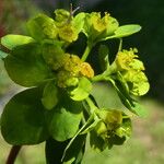 Euphorbia illirica Flor