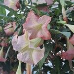 Brugmansia versicolor Fleur