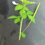 Cleome aculeata Blatt