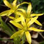 Gagea lacaitae Flower