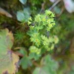 Alchemilla glabra Kwiat