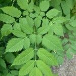 Aruncus dioicus Leaf