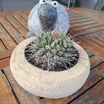 Mammillaria magnimamma ഇല