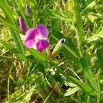 Lathyrus hirsutus Žiedas